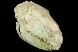 Fossil Oreodont (Merycoidodon) Skull - Wyoming #144151-7